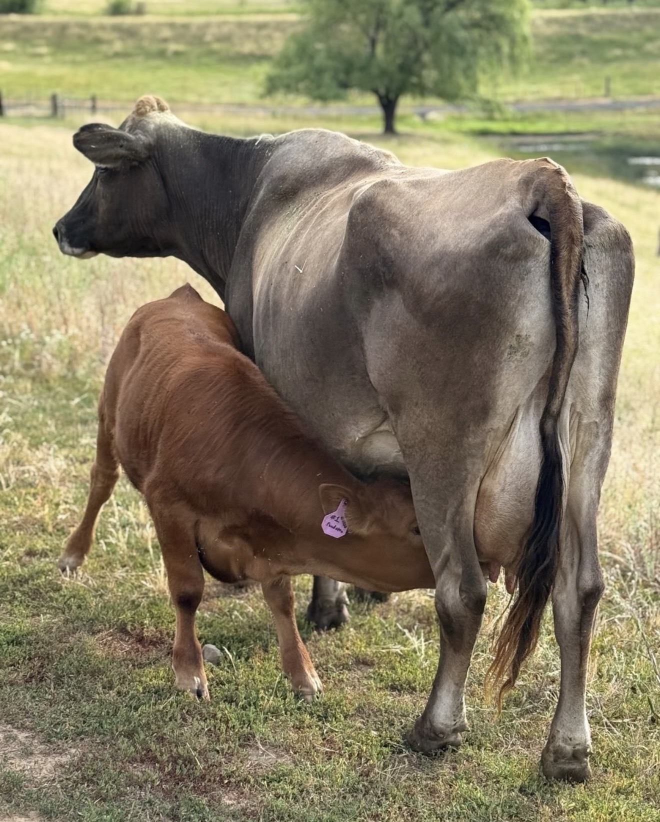 Cow and calf at Brush Creek Creamery