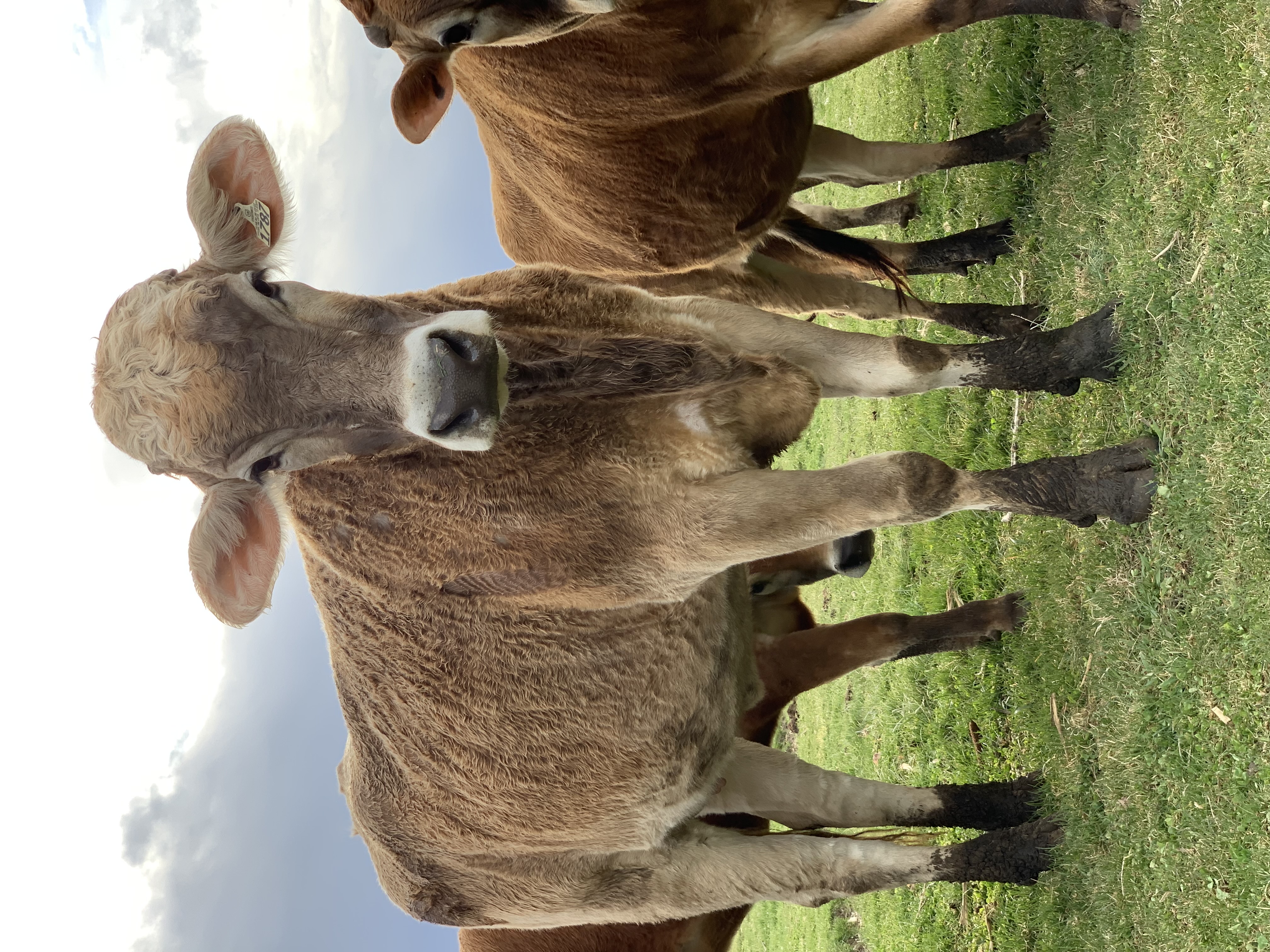 Jersey cow in the field