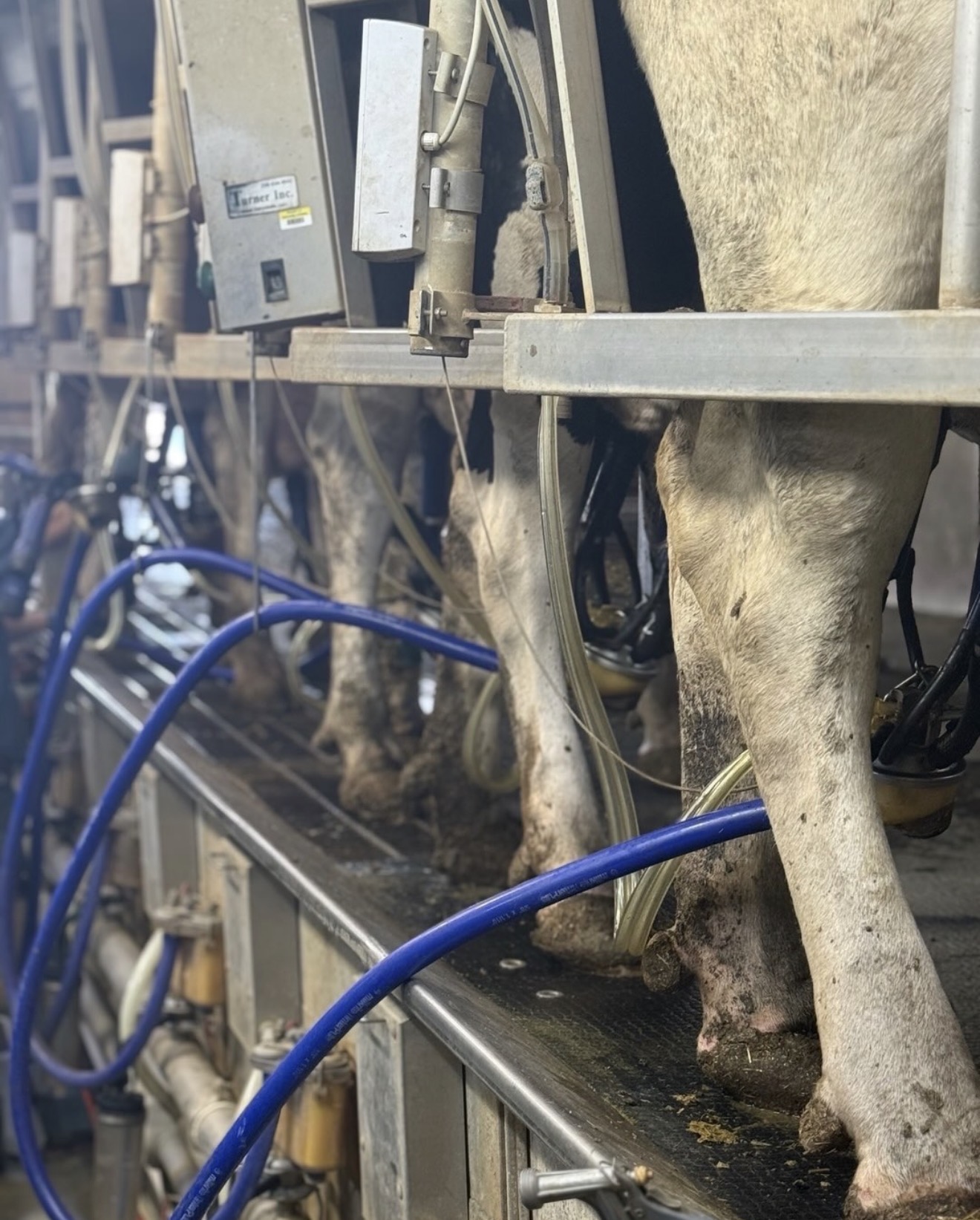 Milking equipment and cows